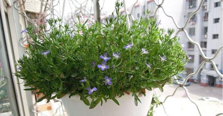 蓝花亚麻什么时候播种（蓝花亚麻种植方法和时间）