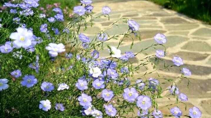 蓝花亚麻什么时候播种（蓝花亚麻种植方法和时间）