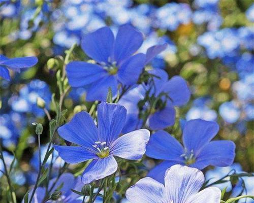 蓝花亚麻什么时候播种（蓝花亚麻种植方法和时间）