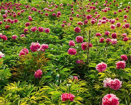 芍药花几月份栽种（芍药花的种植方法与时间）