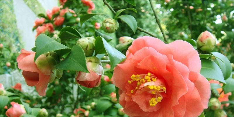 茶花怎样种植（茶花种植方法及养护）