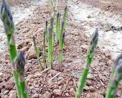 芦笋种子是什么样的（芦笋的种植方法和时间）