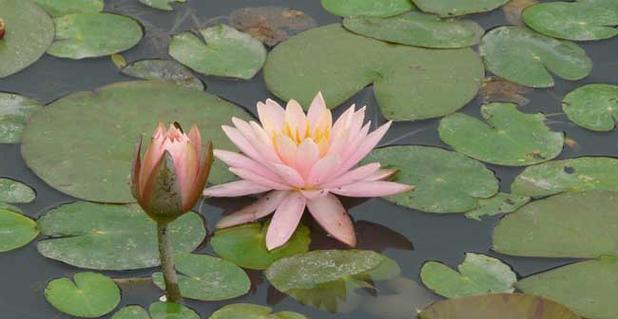 水培睡莲怎样种植（水培睡莲的种植方法讲解）