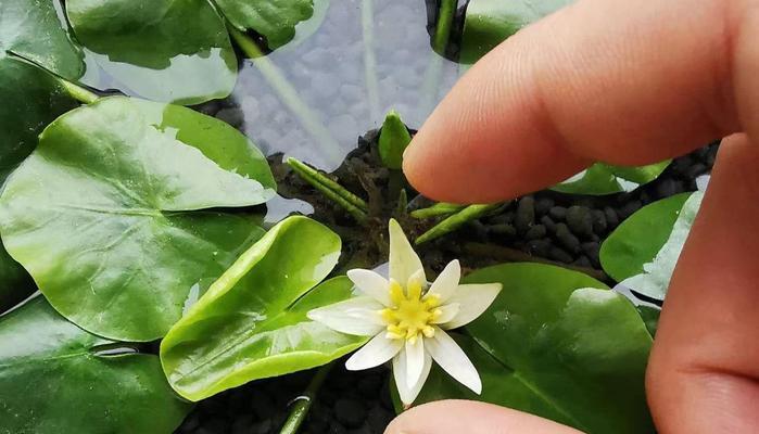 水培睡莲怎样种植（水培睡莲的种植方法讲解）