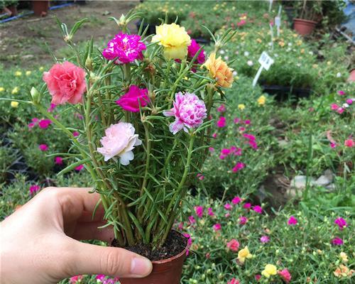 重瓣太阳花如何种植（重瓣太阳花种植方法步骤）