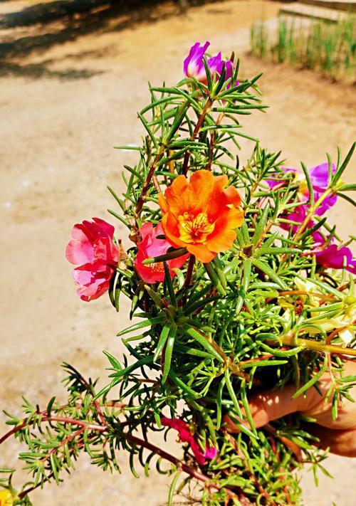 重瓣太阳花如何种植（重瓣太阳花种植方法步骤）