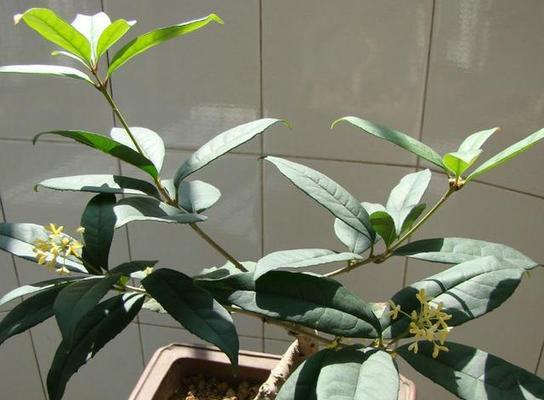 北方如何种植桂花树（北方桂花树种植方法及养护）