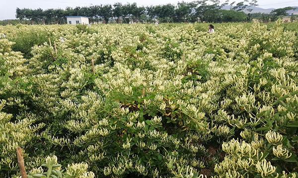 金银花如何种植（详解金银花的栽培与管理技术）