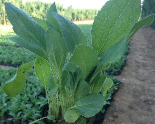 黑心菊花种子怎么种（黑心菊花种植方法讲解）