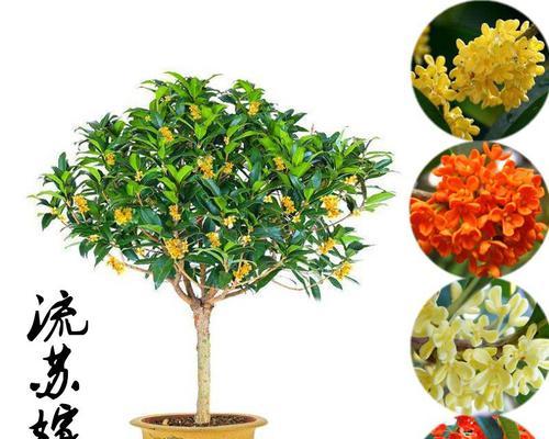 桂花移栽多久生根发芽（移栽桂花的时间）