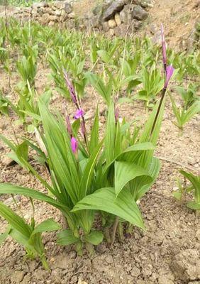 白兰花的栽培方法是什么（白兰花的种植与养护）