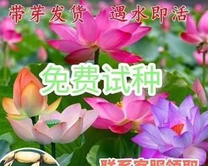 什么时候种莲藕（种莲藕的方法步骤）