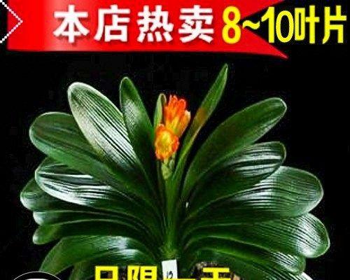 家里适合养什么绿植（六种适合室内养的植物）