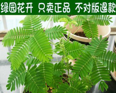 草种子有哪些品种（草籽种植方法和时间）