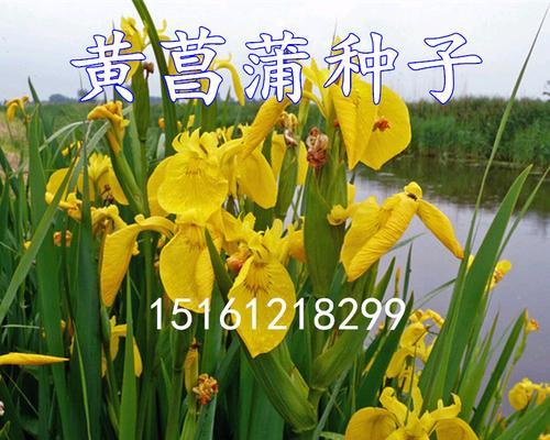 鸢尾种子怎么催芽（鸢尾种子催芽方法与步骤）