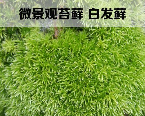 苔藓怎么施肥更绿（苔藓的养殖方法和注意事项）