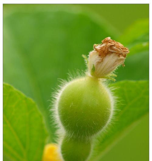 葫芦好不好种植（葫芦种植技术与管理）