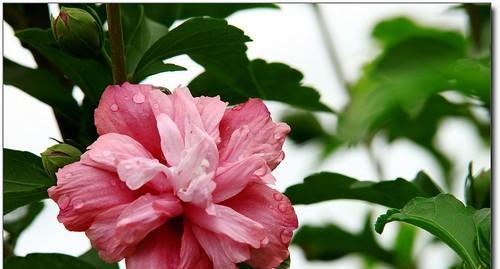 芙蓉花几月开放（有关芙蓉花的花期季节）