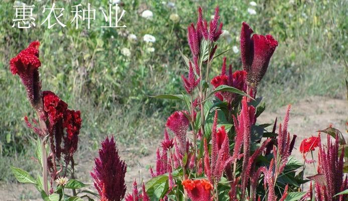 鸡冠花种子什么时候播种（鸡冠花的种植方法和时间）