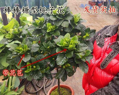 大叶栀子花怎么修剪（栀子花修剪方法图解）