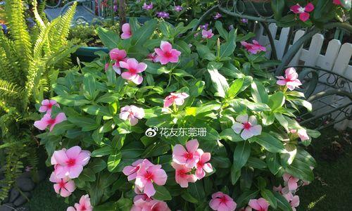 长春花怎么种（长春花的栽培技术）