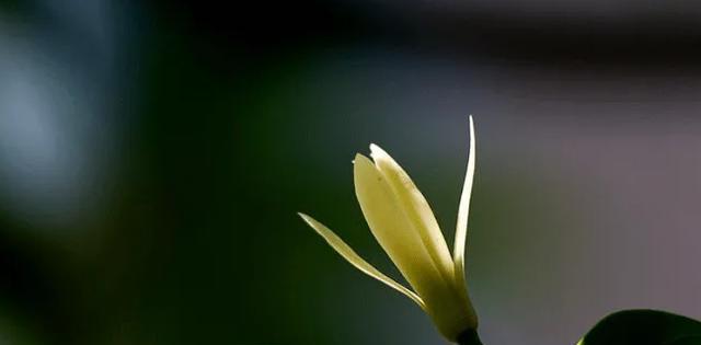 白兰花是几月份开花（白兰花的花期季节）