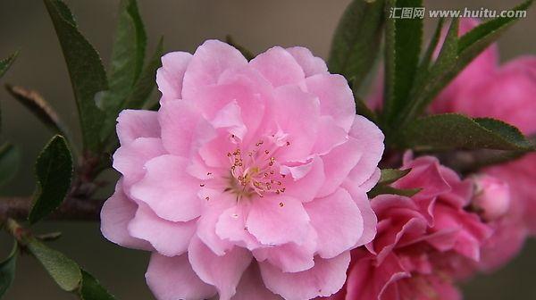 桃花是什么季节开的（观赏桃花的时间）