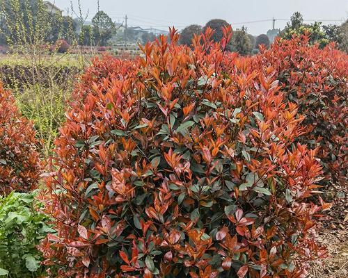 红叶灌木树种有哪些（好养的红叶灌木植物介绍）