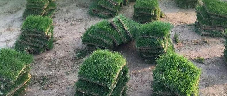 黑麦草种植方法和时间（黑麦草的栽培与管理）