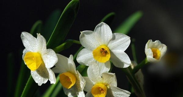 水仙花的花语代表什么意思（关于水仙花的寓意及象征）