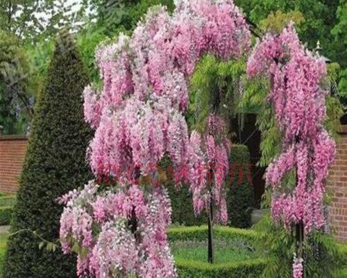 紫藤几月份开花季节（观赏紫藤花期简介）