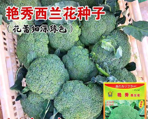 适合6月份种的菜有哪些（夏季种植蔬菜品种大全）