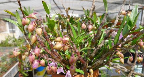 家庭怎样种植石斛（家庭种植石斛技术）