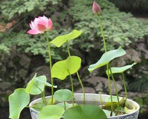 水培睡莲的种植方法和时间（关于睡莲的养护技巧）