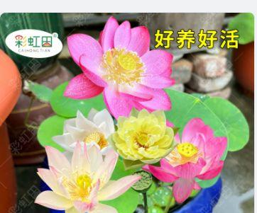 水养碗莲种子怎么养（水培碗莲的种植方法）