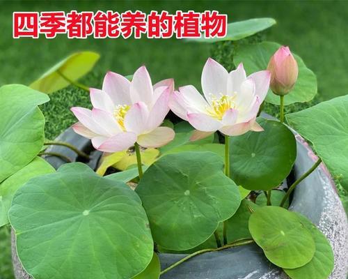 水养碗莲种子怎么养（水培碗莲的种植方法）