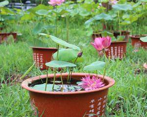 水养碗莲种子怎么养（水培碗莲的种植方法）