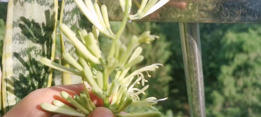 生命之坚（植物王国的坚毅力量）