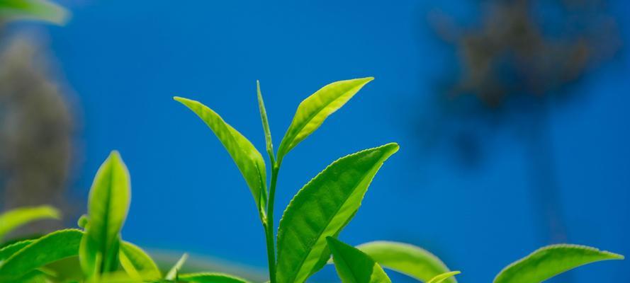 绿色环保植物（世界上最重要的15种绿色环保植物）