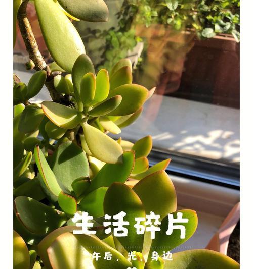 努力奋斗的植物（以植物为灵感）