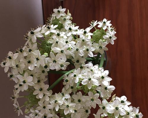 植物中蕴含的亲情力量（以象征亲情的植物为主题的探索之旅）