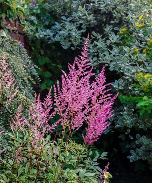 友情花园（以象征友情的植物为主题的花园）