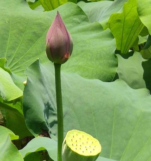 花之恋曲——象征忠贞爱情的植物（探寻植物中的爱情密码）