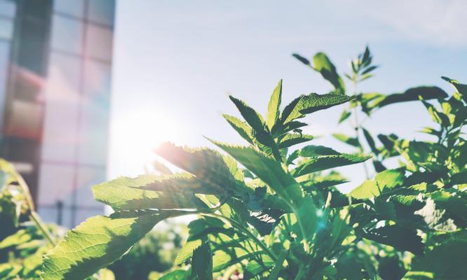 象征自律的植物（探索植物中的自律力量）