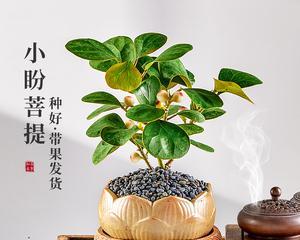 以象征禅意的植物为主题的文章（探索禅意植物的内涵与意义）