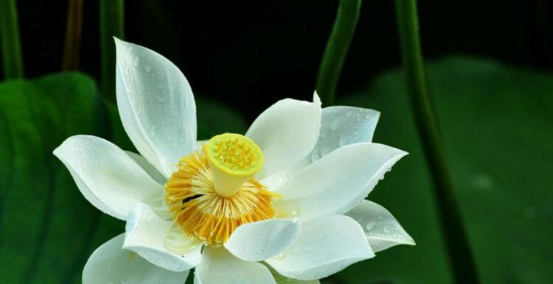 雪莲花的寓意与象征（美丽坚强的雪莲花）