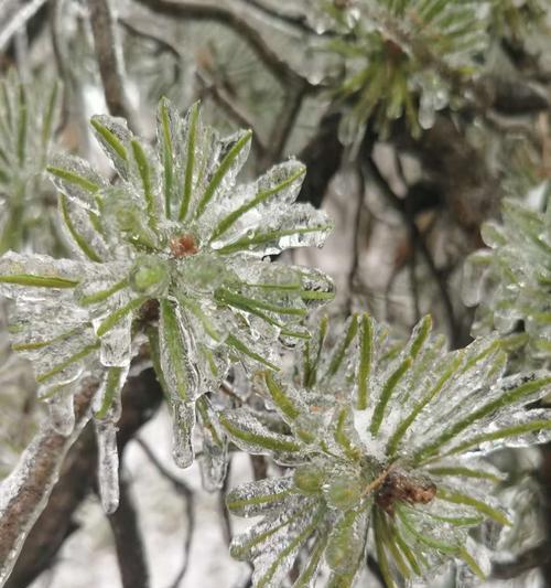 雪绒花（传说中的雪绒花与它的花语）