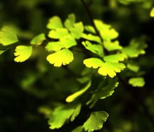 羊齿花语（传递真挚情感）