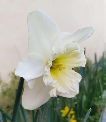 洋水仙花语之美——优雅、祝福与悲伤（洋水仙花语的多重含义与传达方式）