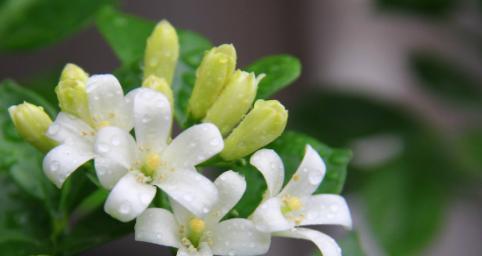 以夜来香——花语传说与美丽的化身（芬芳馥郁、神奇传说、浪漫情怀）